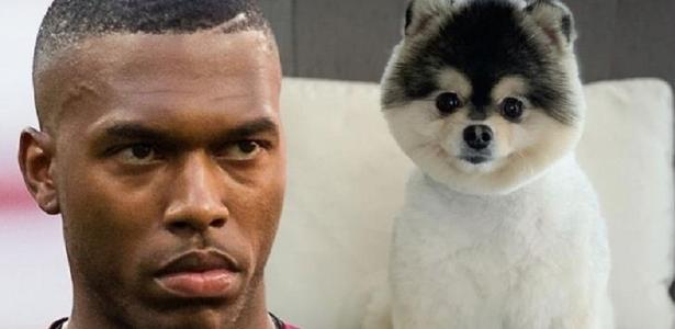 Sturridge wurde verurteilt, nachdem er den Mann, der seinen Hund gefunden hatte, nicht belohnt hatte