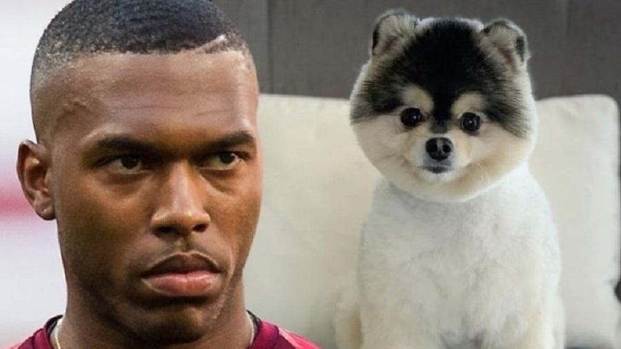 Daniel Sturridge e seu cachorro, Lucci; atacante foi condenado a pagar R$ 170 mil a rapper - Getty Composite