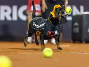 'Cãodula': Cães disponíveis para adoção viram gandulas no Rio Open