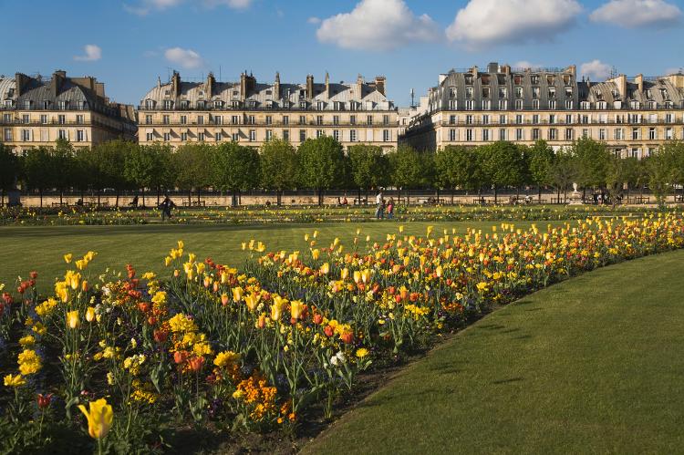 Tulipas no Jardin des Tuileries