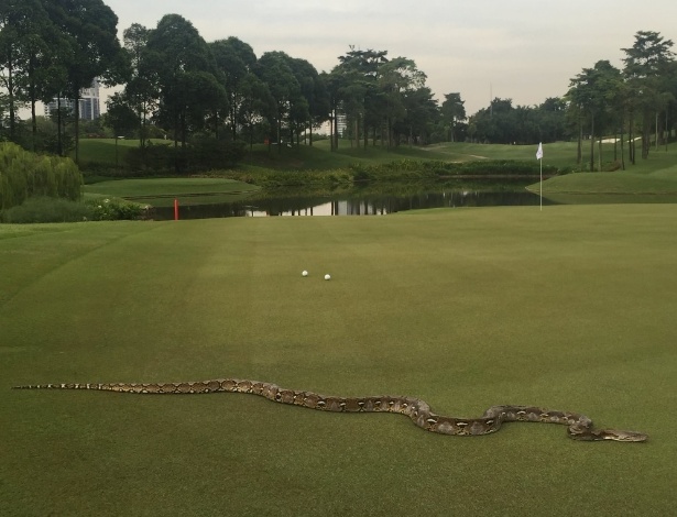 Cobra de quase dois metros aparece e interrompe torneio de golfe na Malásia - Reprodução TwitterPGA