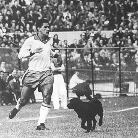 Garrincha e Bi, cachorro que deu show de dribles na Copa do Mundo-1962 - Reprodução