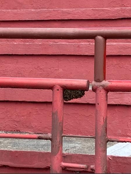 Náutico atrasou abertura dos portões devido a um exame de abelhas em um dos setores da arquibancada - Reprodução Twitter