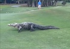 Crocodilo com três pés invade campo de golfe na Flórida; veja - Reprodução