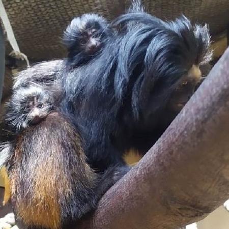 Dois micos-leões-pretos nasceram no Zoológico de São Paulo, aumentando para 35 animais na capital paulista da espécie que está ameaçada de extinção  - Divulgação/Ana Maria Macagnan/ZooSP