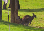 Idosa é levada a hospital após ataque de canguru em campo de golfe - Reprodução/Twitter