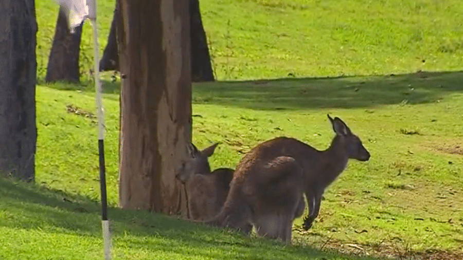 Uma mulher de 69 anos foi atacada por um canguru em um campo de golfe na Austrália e levada a hospital - Reprodução/Twitter