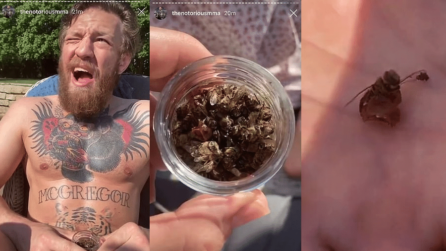 O lutador Conor McGregor comendo abelhas - Reprodução/Instagram