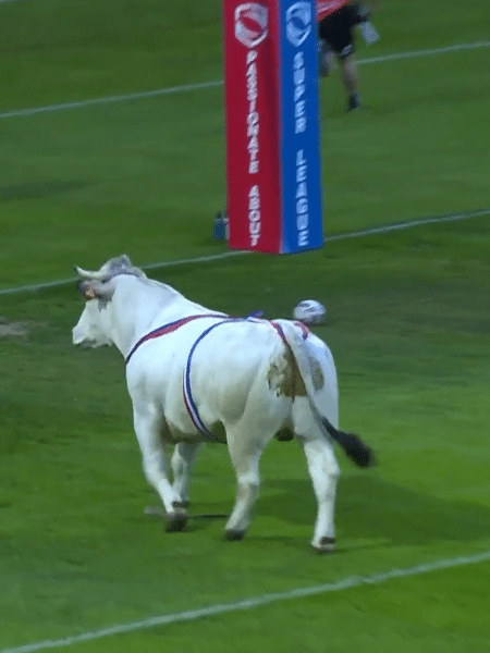 Vídeo: 'Calma Ferdinando': Touro invade campo, arrasta homem e assusta  jogadores