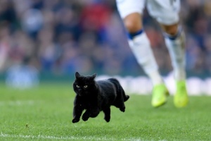 Em jogo do Barcelona, gato preto rouba a cena e invade o gramado