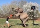 Elefante dá toco e até enterra a bola em disputa contra humano no basquete