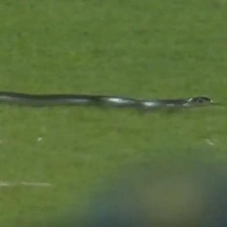 Cobra invade gramado em partida de críquete entre Índia e África do Sul. - Reprodução/Twitter