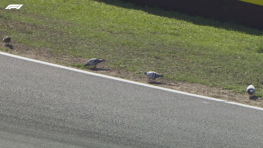 Pombos invadiram o circuito de Park Zandvoort, onde será disputado o GP da Holanda - Reprodução/Fórmula 1