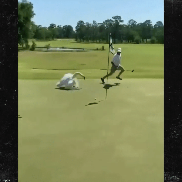 Jogador de golfe é atacado por um cisne durante partida nos EUA