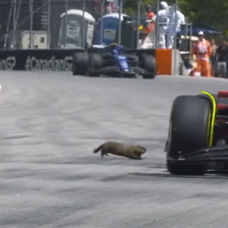 Animal invadiu a pista e assustou os corredores - Reprodução/Twitter/Fórmula 1