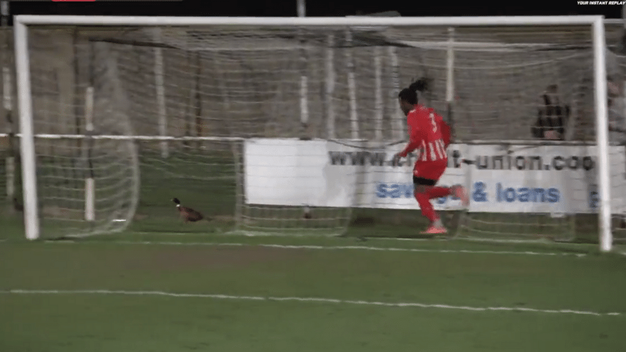O brasileiro Mayckol Sabino perseguindo um faisão durante uma partida de futebol na Inglaterra - Reprodução/YouTube