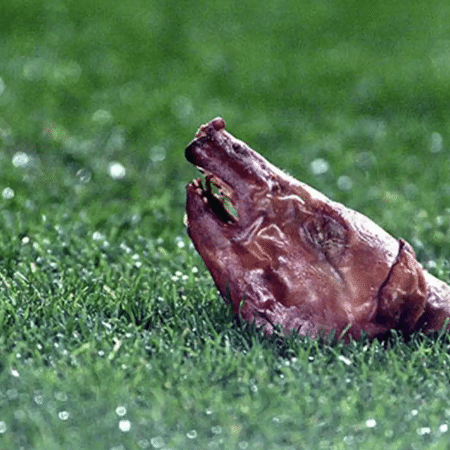 Cabeça de leitão no gramado do Camp Nou, em 2002