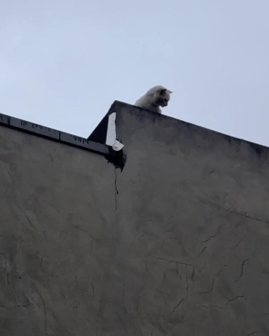 Gato sobe em laje, não consegue descer e precisa ser resgatado a 8 metros de altura - undefined