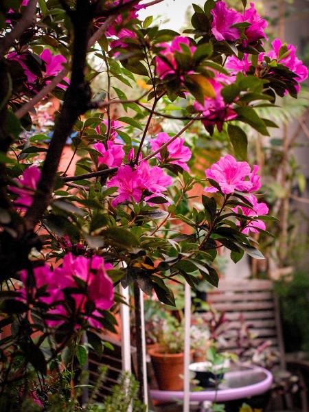 Azaleias foram as primeiras flores do jardim - Arquivo pessoal - Arquivo pessoal