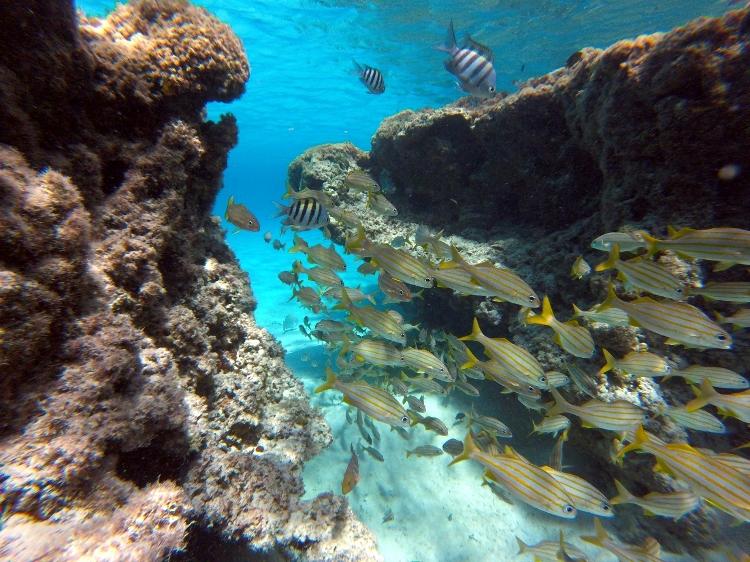 Atol das Rocas  - Arquivo Pessoal - Arquivo Pessoal