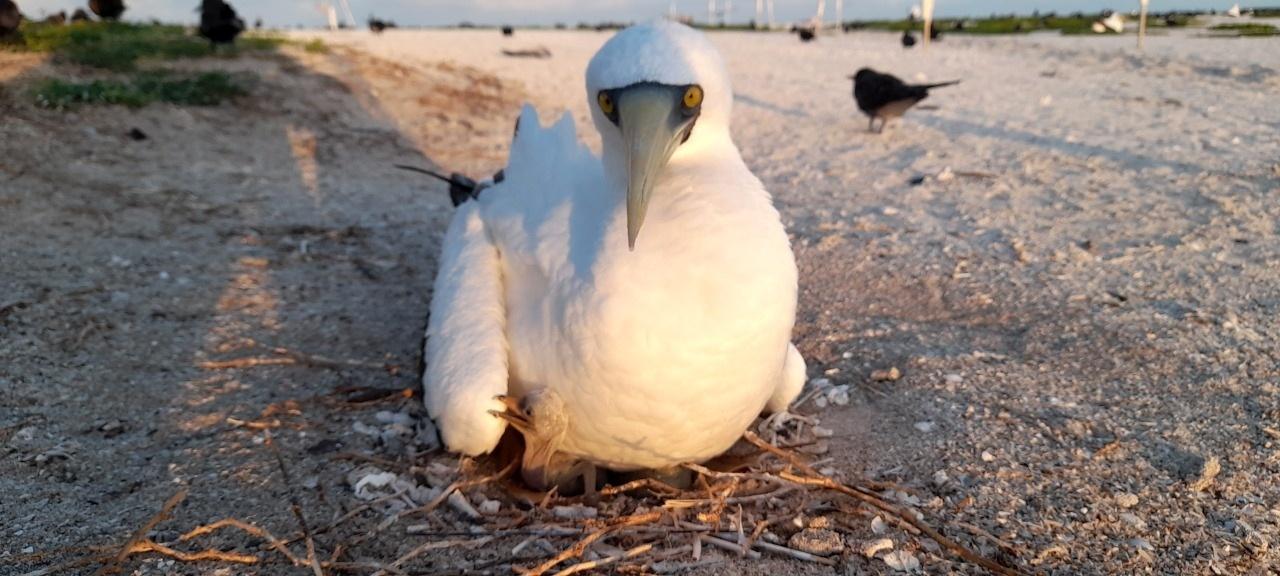 Atobá com filhote no Atol das Rocas - Arquivo Pessoal