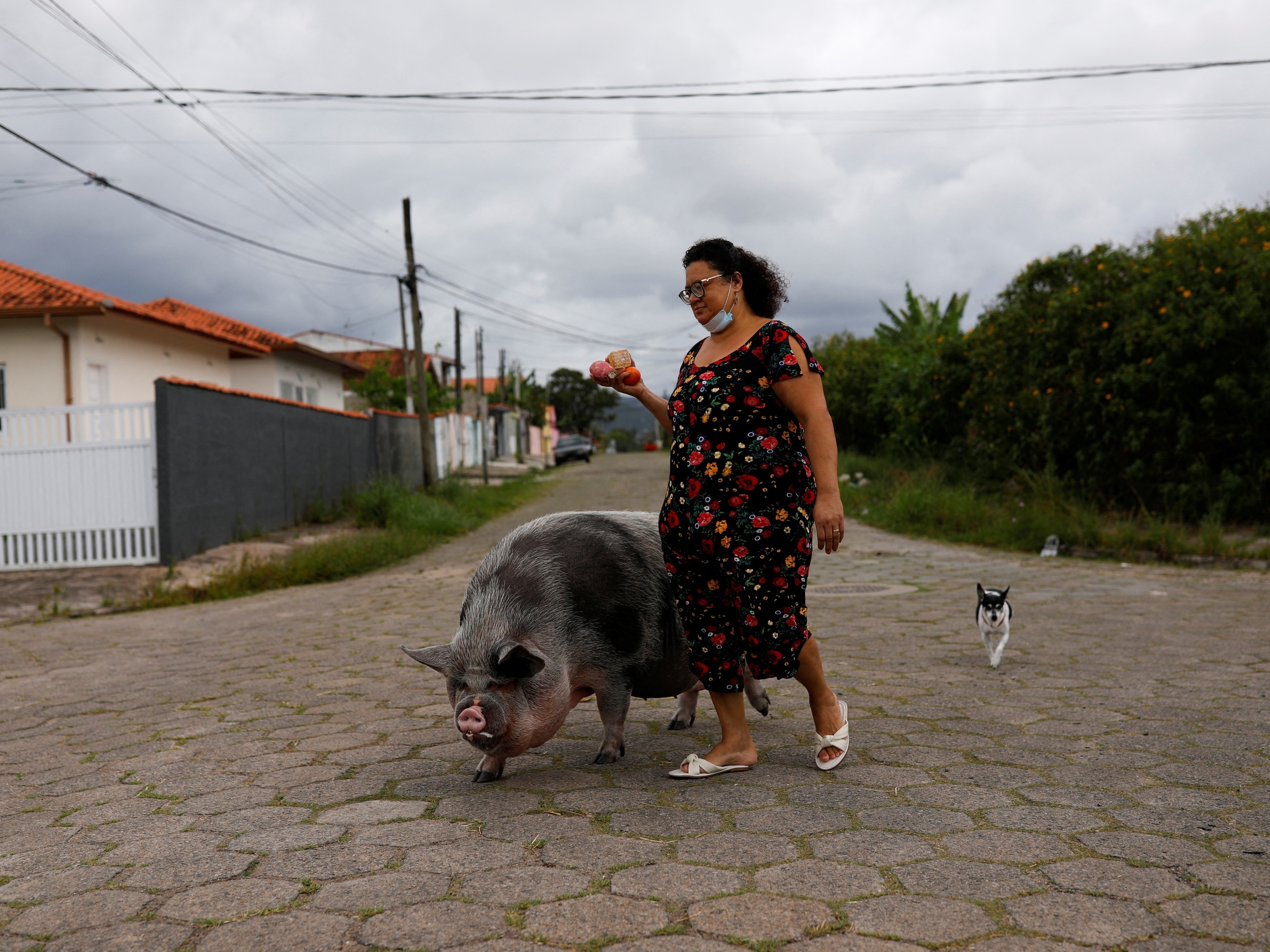 Em São Paulo, porquinha se torna porcona, mas ainda é amada pela dona -  11/12/2021 - UOL Nossa