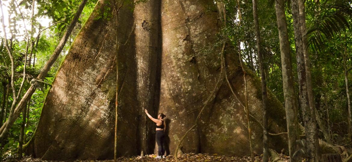 Econtro com a samaúma milenar na Floresta Nacional do Tapajós - Christiany Yamada