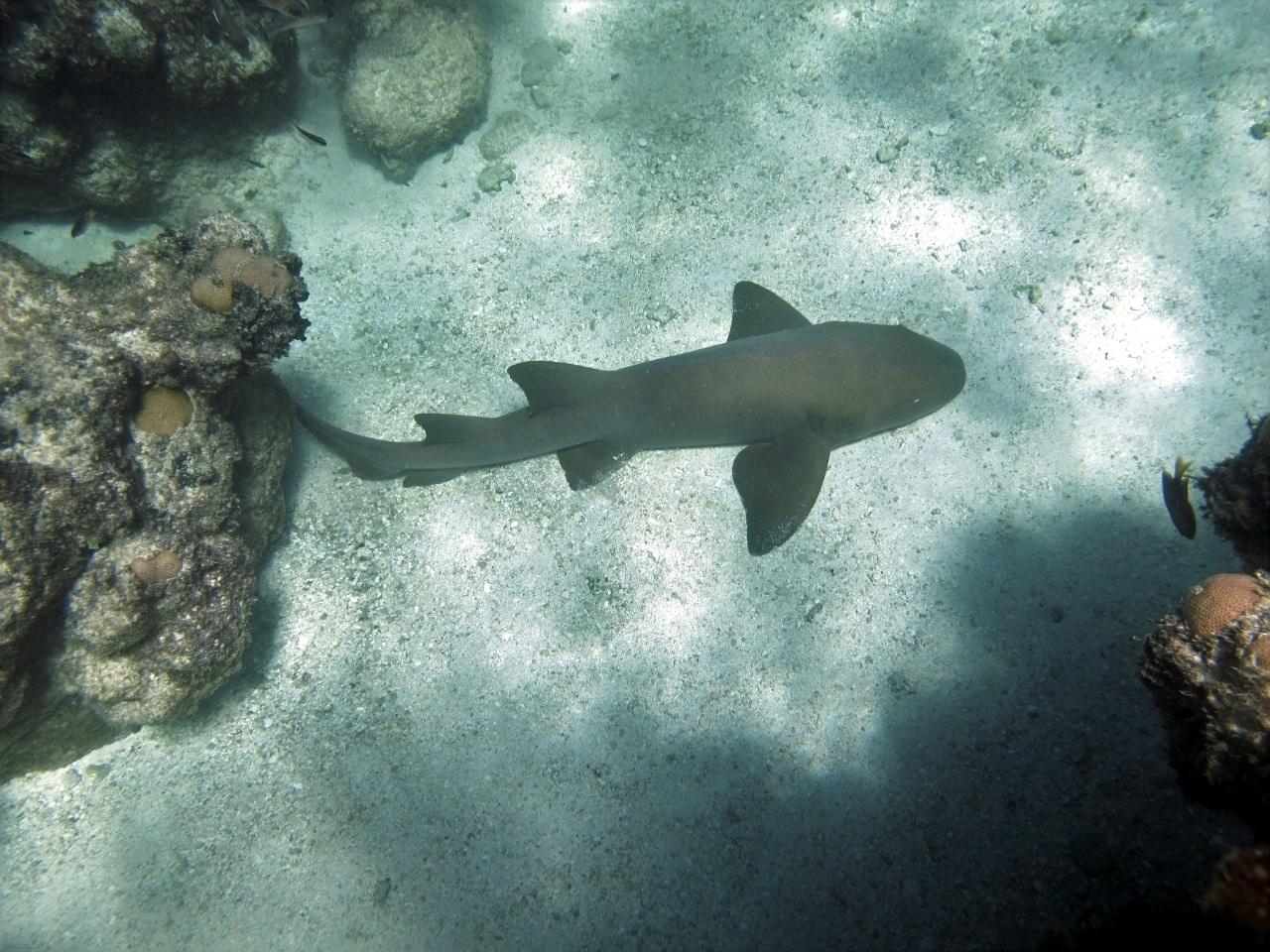 Tubarão-lixa no Atol das Rocas - Arquivo Pessoal