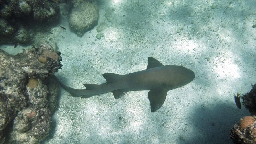 Tubarão-lixa no Atol das Rocas (RN) - Arquivo Pessoal