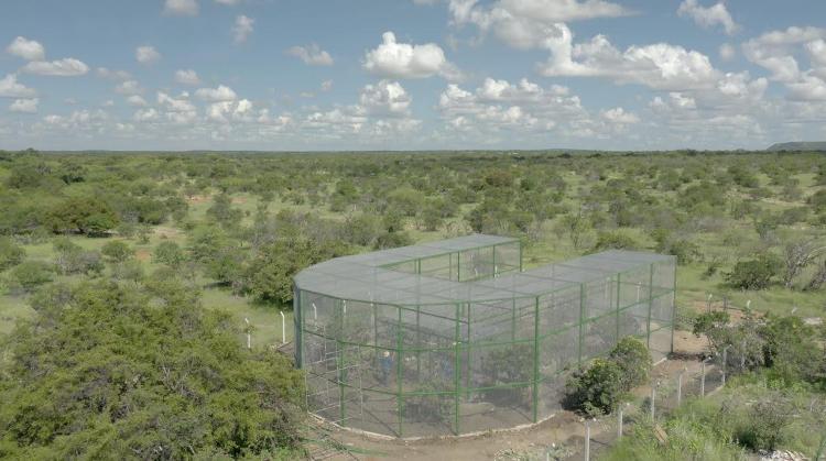 Aviário onde as 11 ararinhas-azuis foram capturadas Aviário onde as 11 ararinhas-azuis foram capturadas