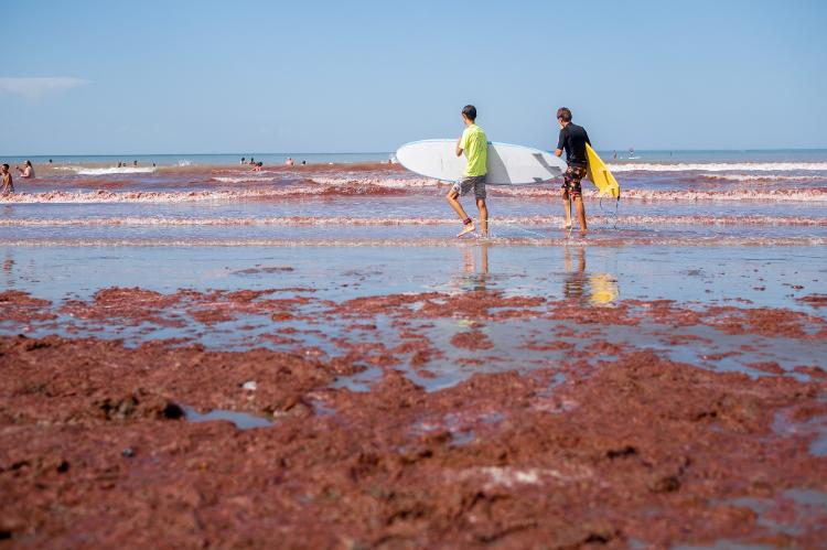 Mar vermelho em Mar del Plata, em 21 de fevereiro: "Arribazón" incomoda os surfistas desde dezembro