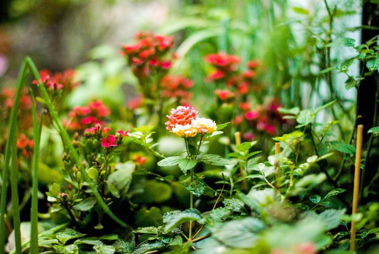 Jardim de Eliane de Souza é inspirado nos modelos ingleses - Arquivo pessoal - Arquivo pessoal