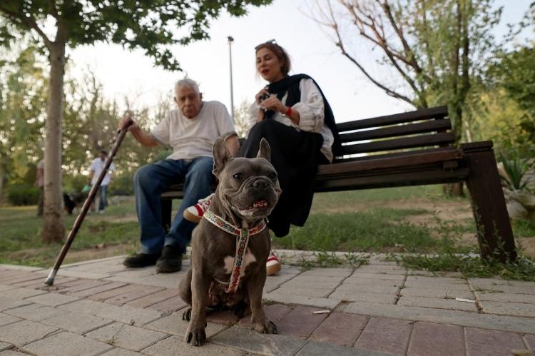 Tutela de cães cresce entre os jovens, mas ainda há idosos que têm seus animais no Irã Tutela de cães cresce entre os jovens, mas ainda há idosos que têm seus animais no Irã