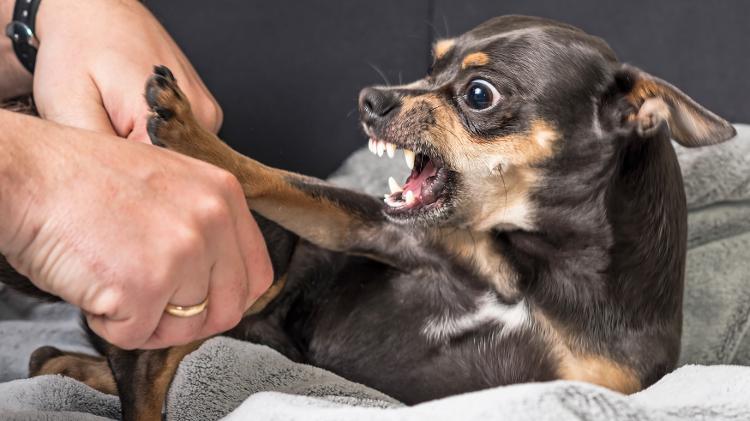A coceira crônica pode deixar o cachorro mais agressivo