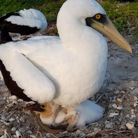 Atobá com filhote no Atol das Rocas - Arquivo Pessoal - Arquivo Pessoal