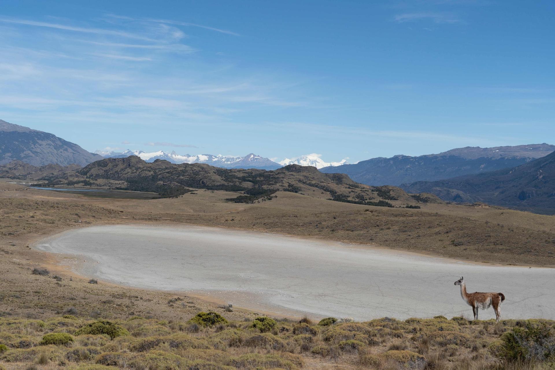Guanaco en la orilla seca de un río en la Patagonia chilena - PABLO COZZAGLIO/AFP