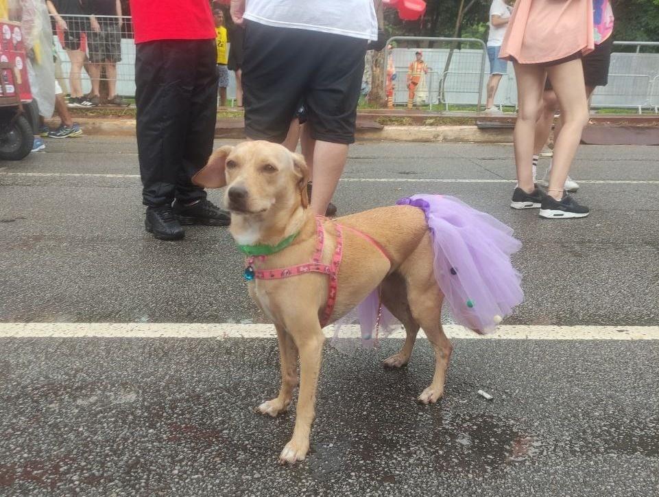 A vira-lata caramelo Pipoca, no bloco Fogo e Paixão, na avenida Brigadeiro Faria Lima - Martha Alves/UOL
