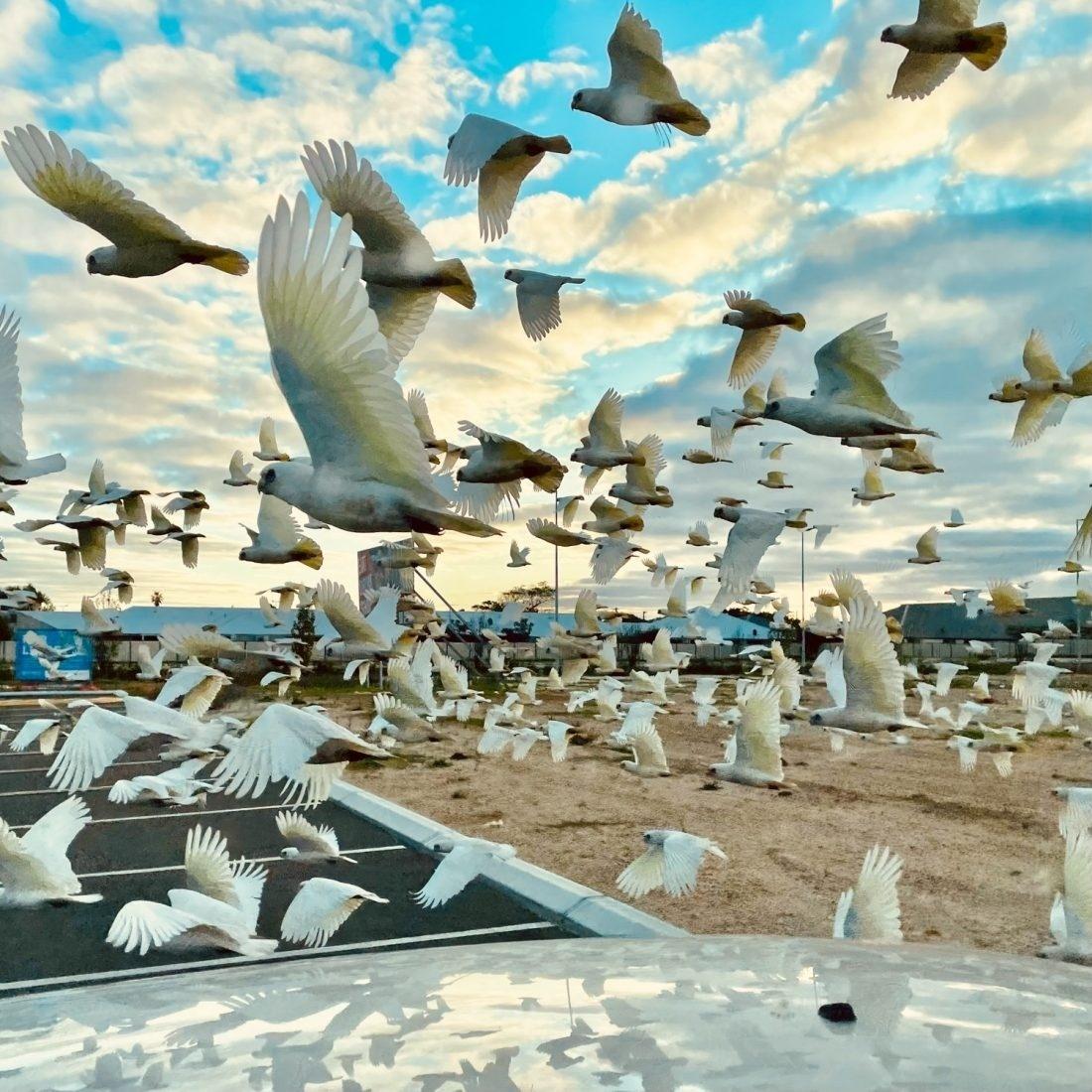 2º lugar da categoria Animal: na imagem podemos ver um bando de aves brancas voando na mesma direção. O clique foi feito com iPhone 12 Pro em Busselton, Austrália Ocidental. - George Allen/IPP Awards