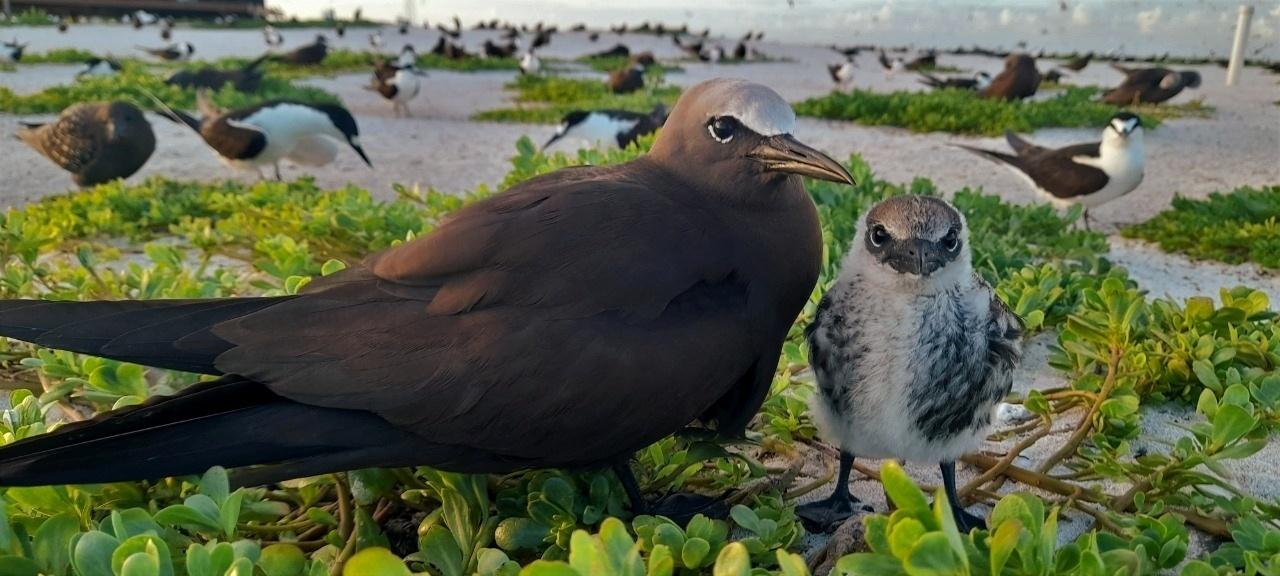 Atobá com filhote no Atol das Rocas - Arquivo Pessoal