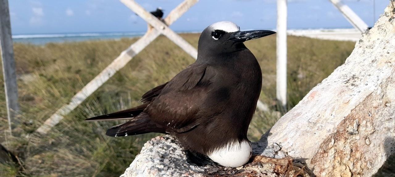 Viuvinha, uma das aves encontradas no Atol das Rocas - Arquivo Pessoal