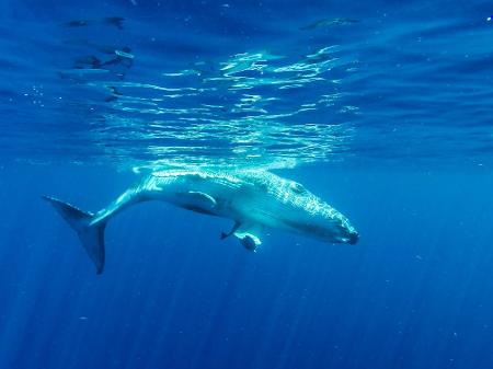 Baleia durante mergulho em Mooreia na Polinésia Baleia durante mergulho em Mooreia na Polinésia