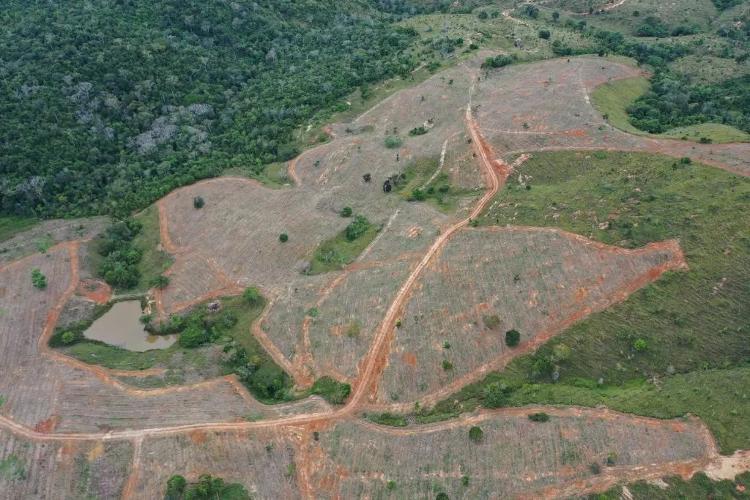Área em processo de restauração no Projeto Gameleira, na Bahia Área em processo de restauração no Projeto Gameleira, na Bahia