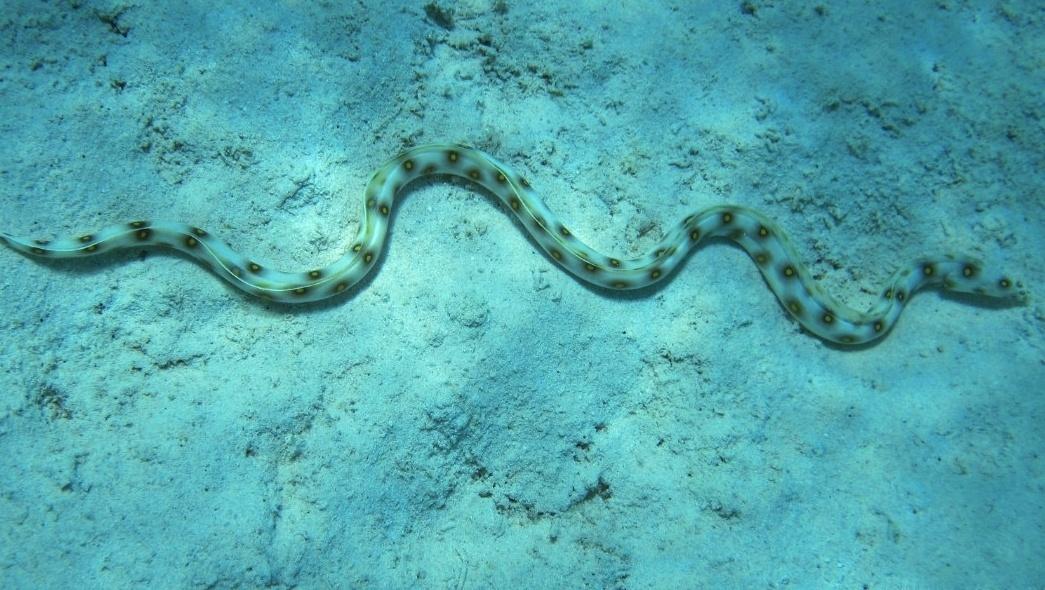 Mututuca, peixe encontrado no Atol das Rocas - Arquivo Pessoal