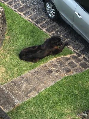 Luciana Crozetta, de Orleans (SC), e família, pegaram doença de Lyme - Arquivo pessoal - Arquivo pessoal