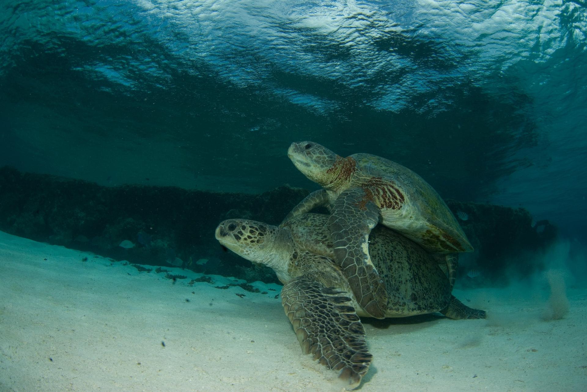 Cópula de tartarugas-verdes no Atol das Rocas - Zaira Matheus/All Angle