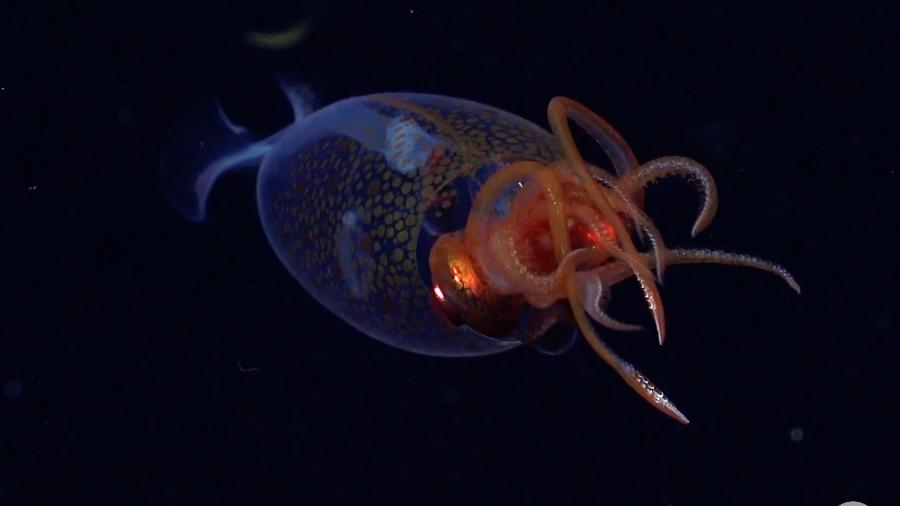 A lula-colossal encontrada pelo time de pesquisadores internacionais do Schmidt Ocean Institute A lula-colossal encontrada pelo time de pesquisadores internacionais do Schmidt Ocean Institute