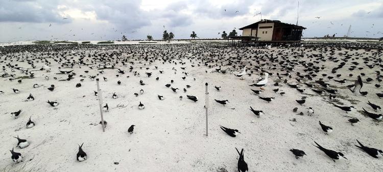 Aves no Atol das Rocas - Arquivo Pessoal - Arquivo Pessoal