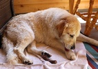 Cachorro lamber pata o tempo todo é sinal de alerta; saiba o
