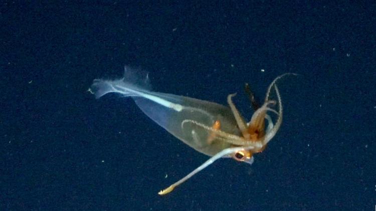 A lula vítrea Galiteuthis glacialis, "parente" da lula-colossal também encontrada em janeiro pelo time do Falkor A lula vítrea Galiteuthis glacialis, "parente" da lula-colossal também encontrada em janeiro pelo time do Falkor