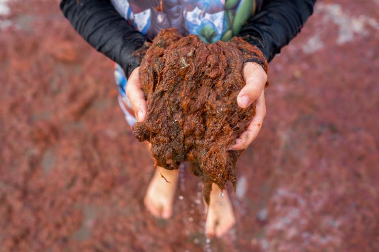 Algas coloriram o mar de vermelho em Mar del Plata; especialistas não recomendam o contato com elas apesar de não serem tóxicas